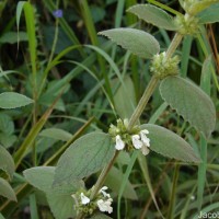 Leucas marrubioides Desf.